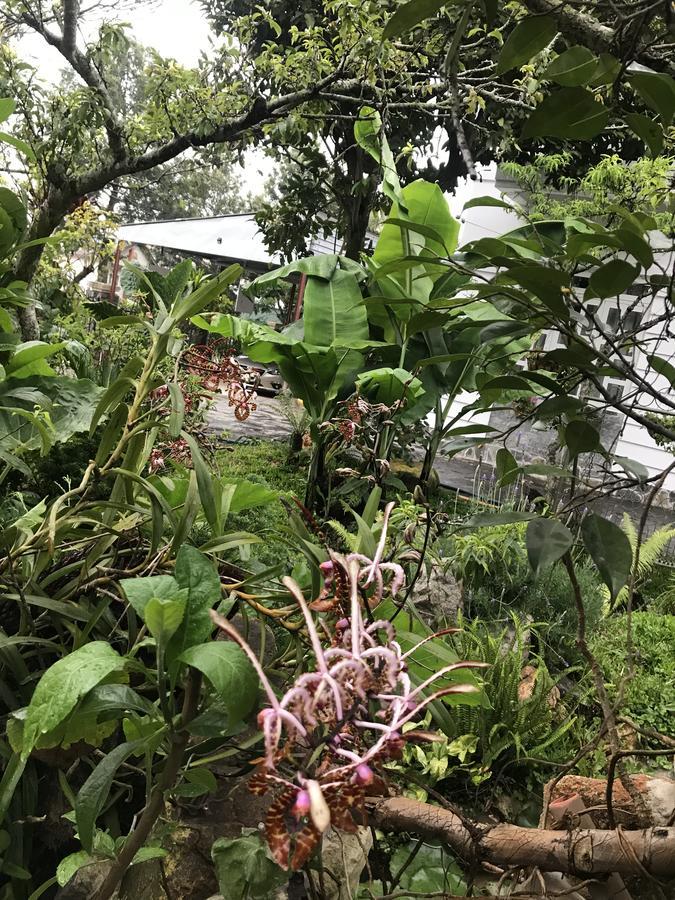 De Daisy Villa Homestay دالات المظهر الخارجي الصورة